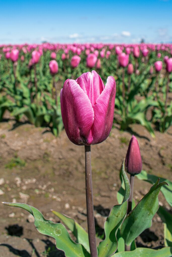 Tulips in a field in Skagit County